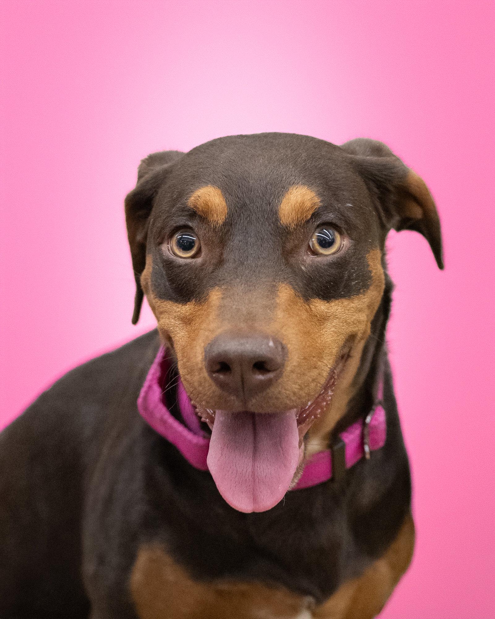 COCOA, Adoptable, Adult Female Dachshund.