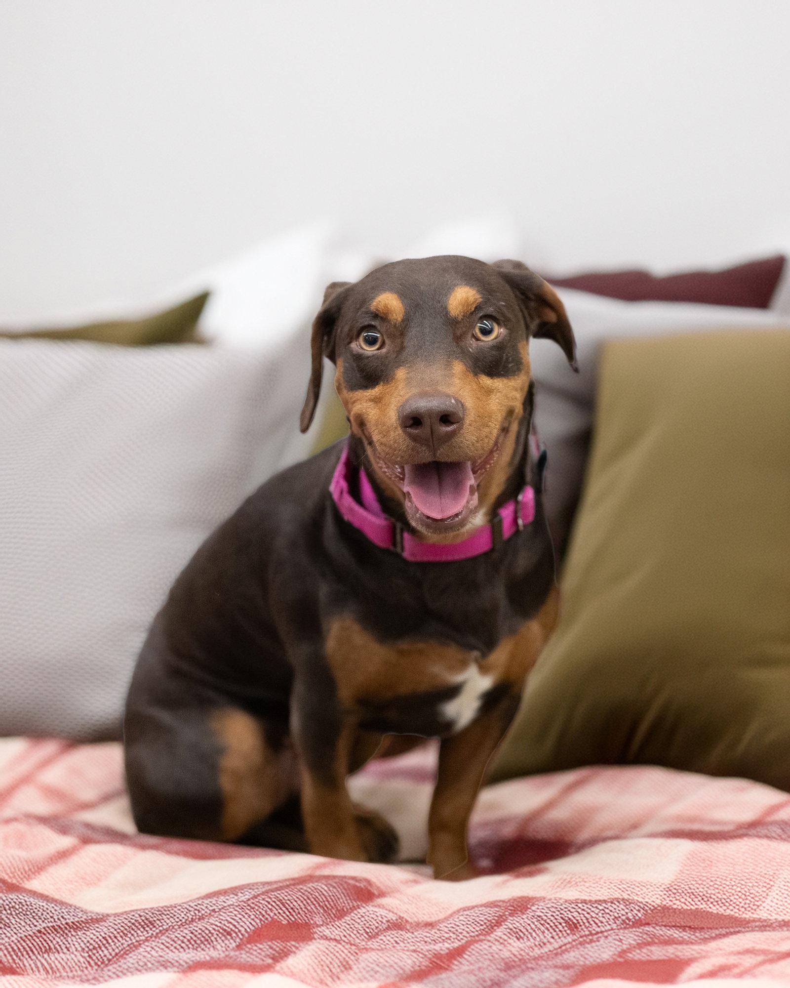 Enlarge COCOA, a Adoptable Dachshund in Holbrook, NY image 2/3
