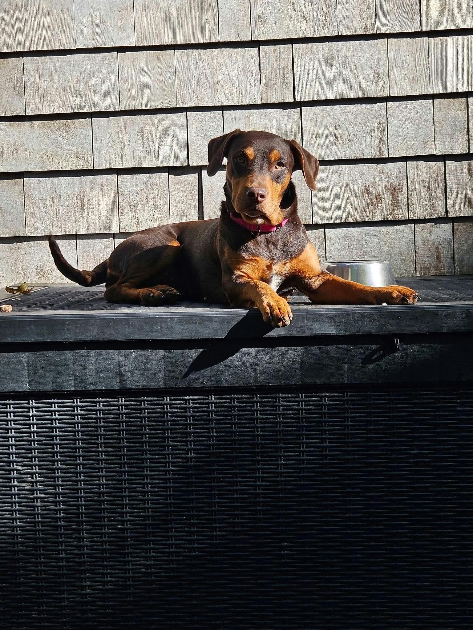 Enlarge COCOA, a Adoptable Dachshund in Holbrook, NY image 3/3