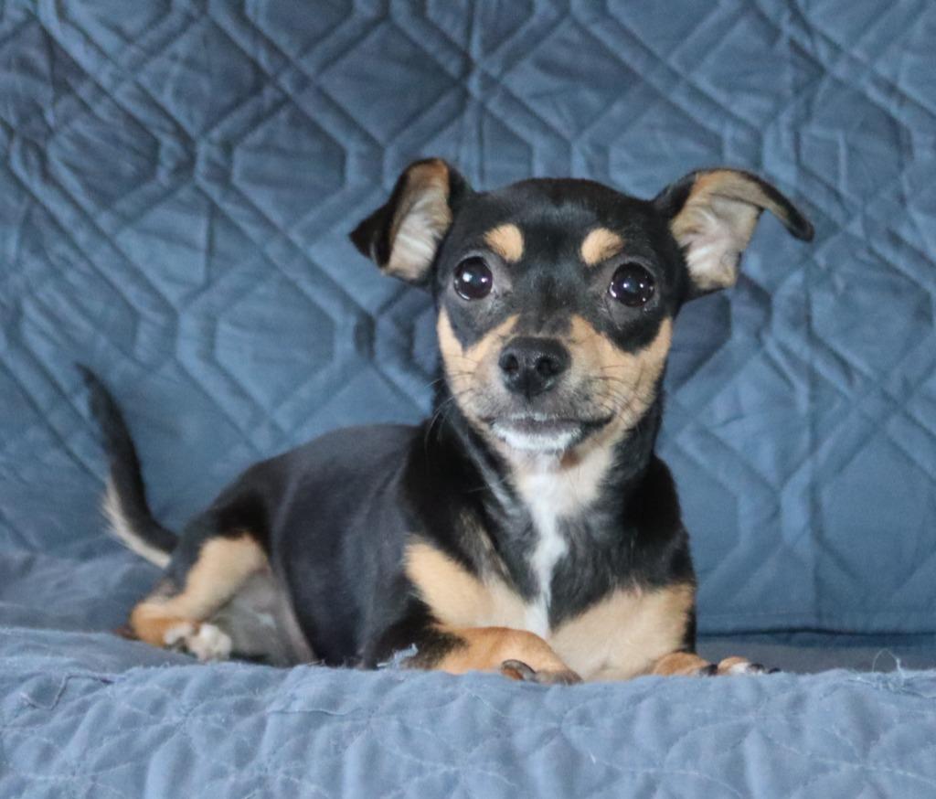 Darling, Adoptable, Puppy Female Mixed Breed.