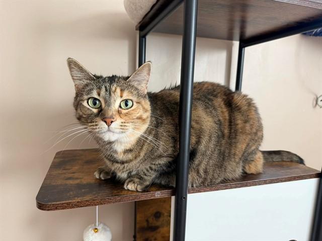 Enlarge LADY, a Adoptable Domestic Short Hair in Saint Peters, MO image 1/1