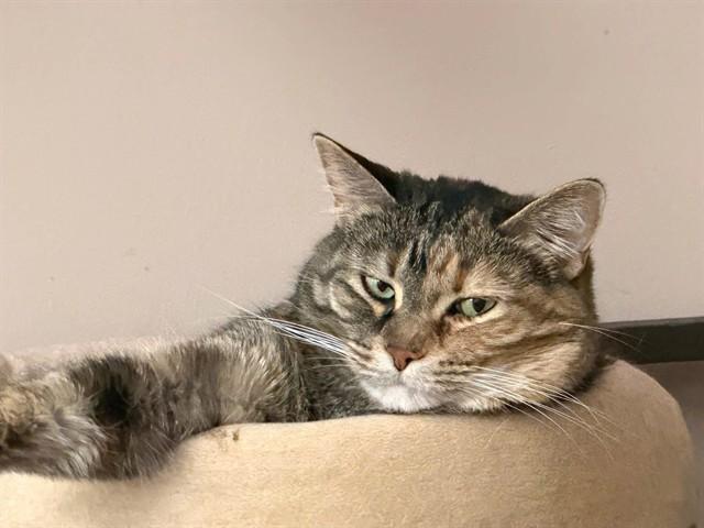 Enlarge LADY, a Adoptable Domestic Short Hair in Saint Peters, MO image 1/1