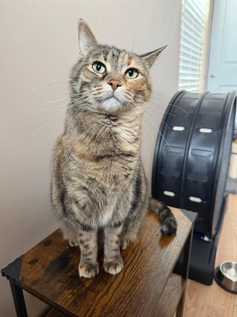 LADY, Adoptable, Adult Female Domestic Short Hair.