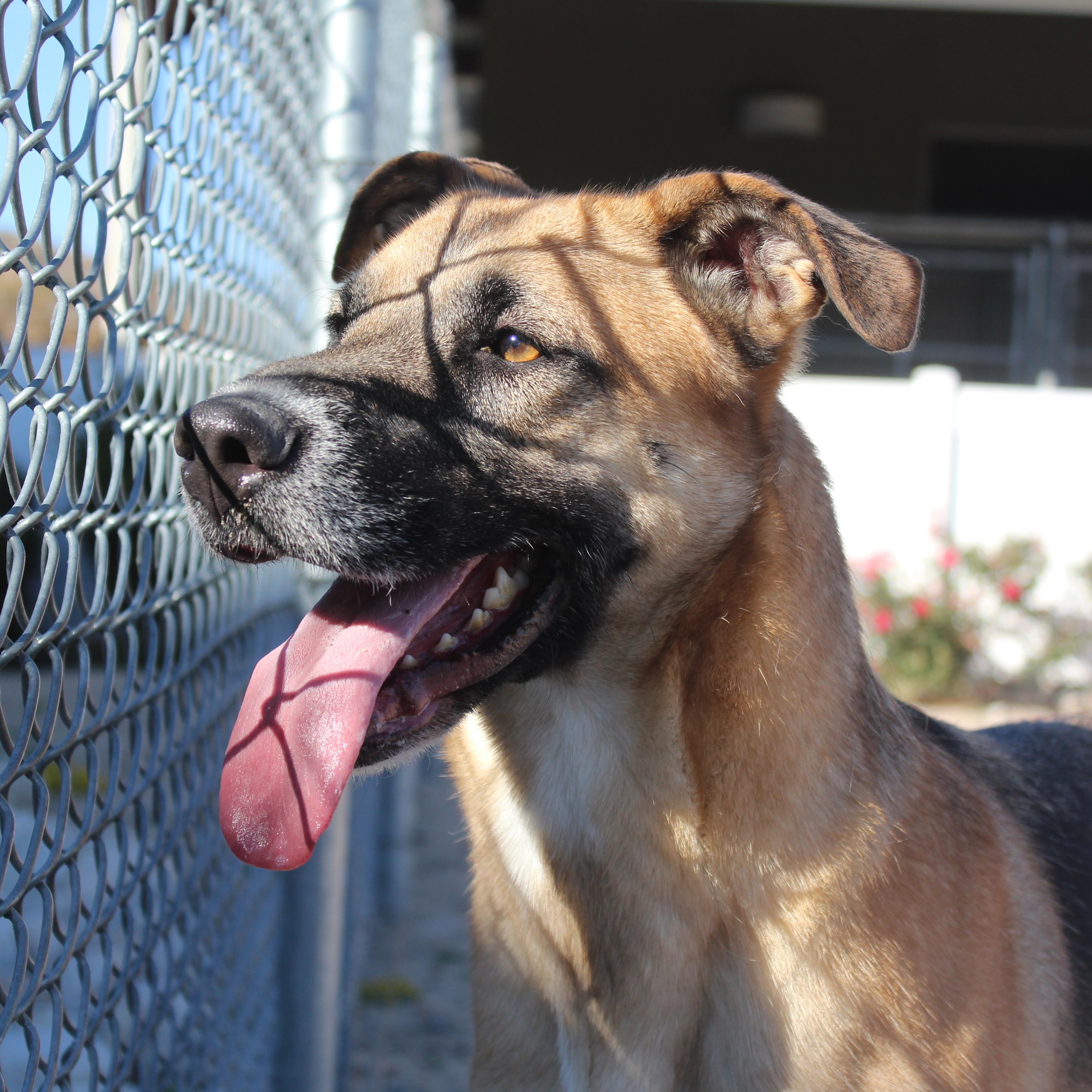 Enlarge Starfire, a Adoptable mixed breed in Yucca Valley, CA image 1/5