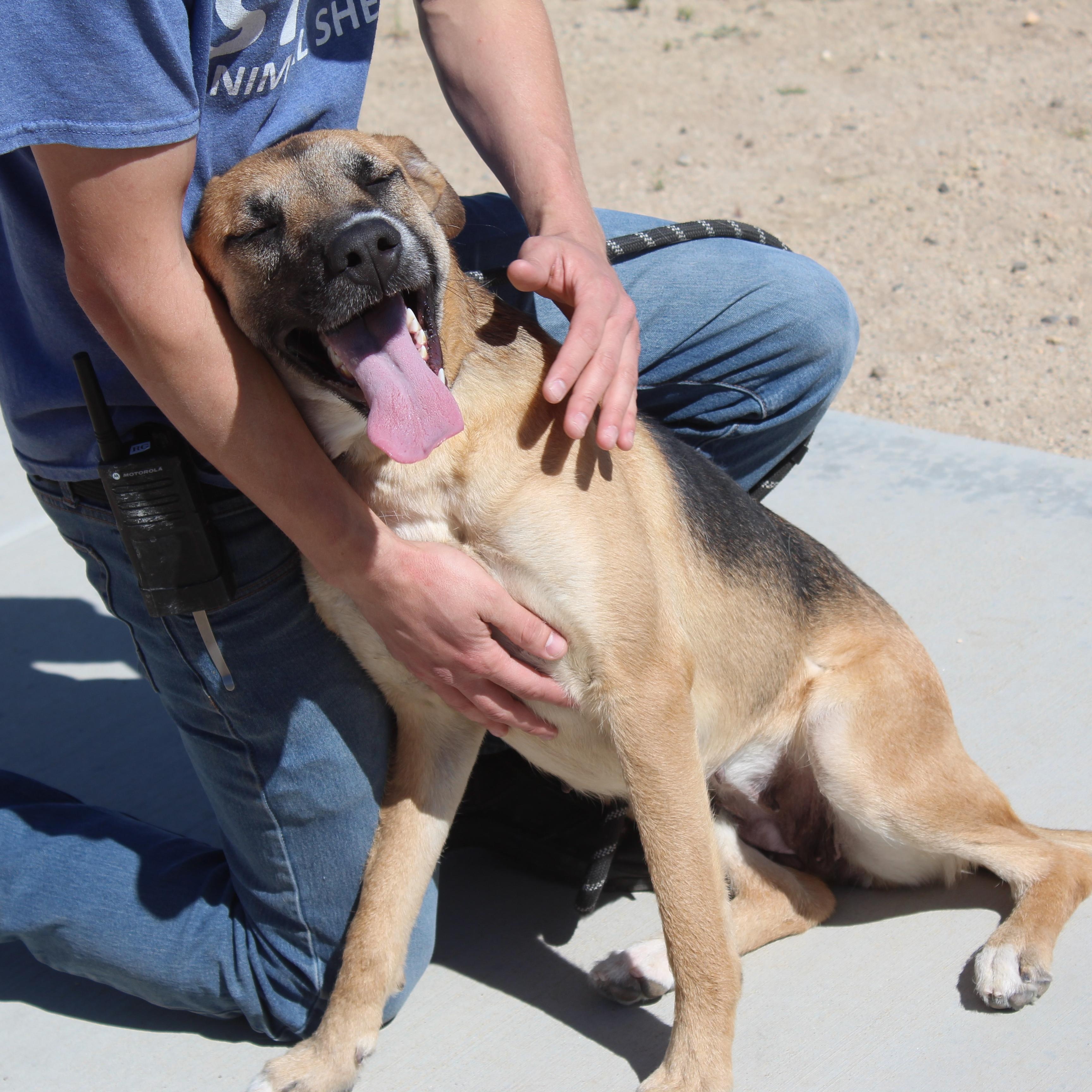 Starfire, Adoptable, Adult Female Shepherd.