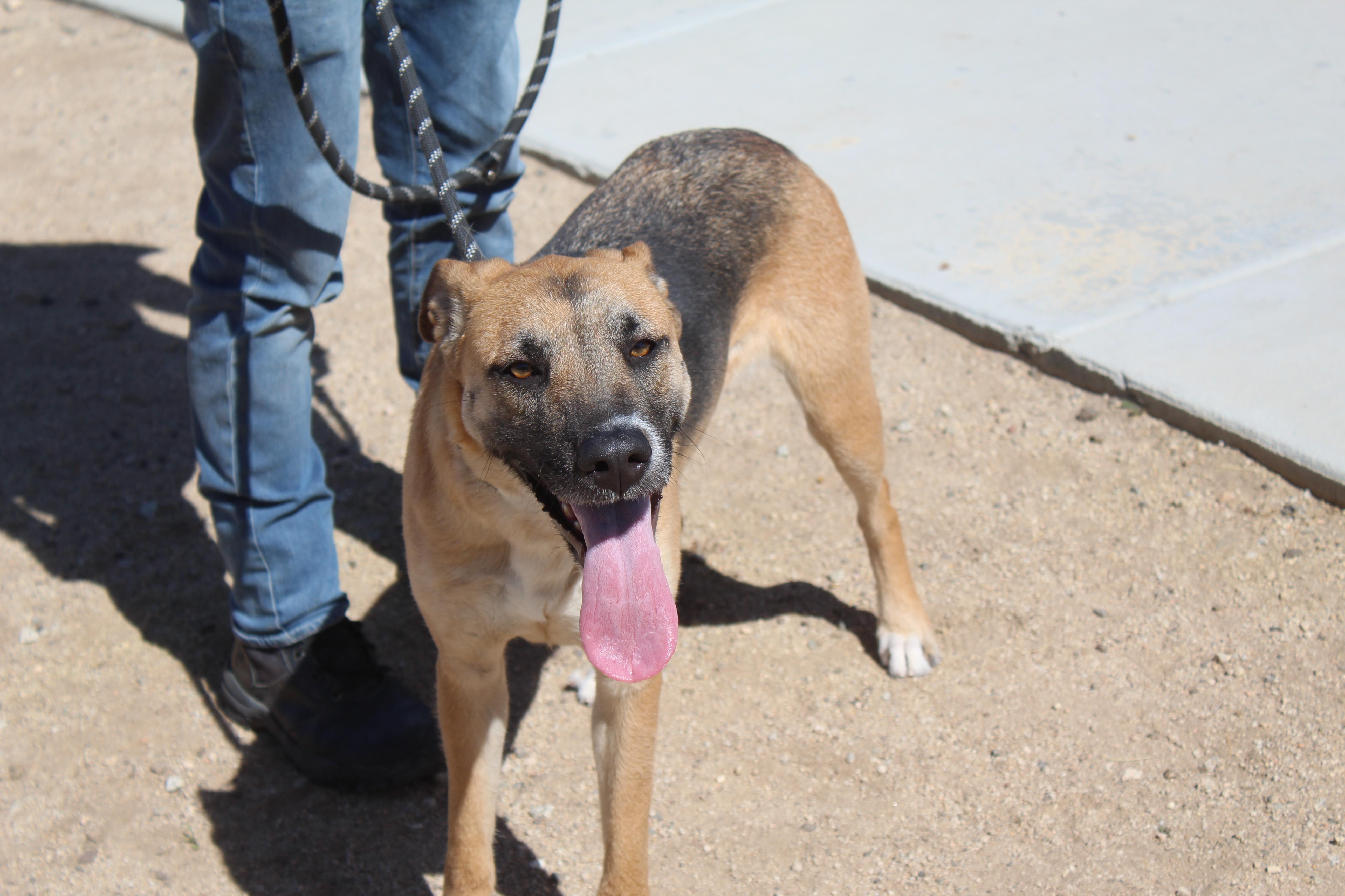 Enlarge Starfire, a Adoptable mixed breed in Yucca Valley, CA image 3/5