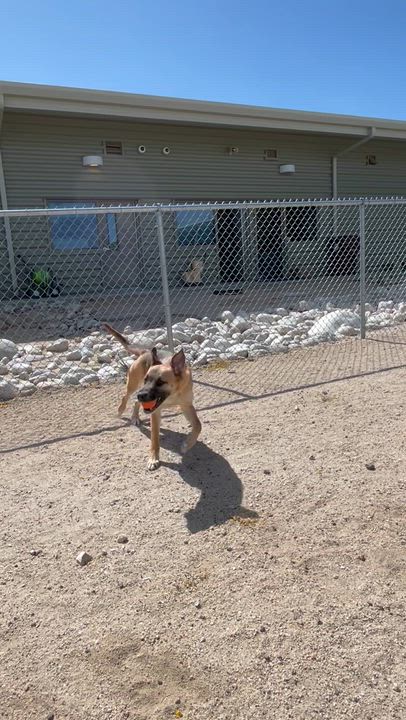 Enlarge Starfire, a Adoptable mixed breed in Yucca Valley, CA video 4/5