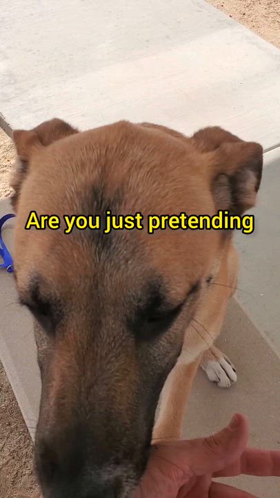 Enlarge Starfire, a Adoptable mixed breed in Yucca Valley, CA video 5/5