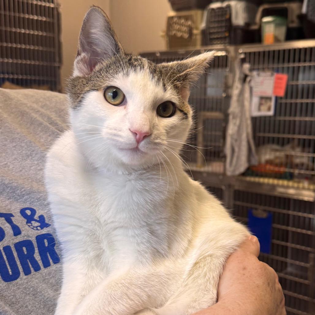 Microscopic Mel, Adoptable, Kitten Male Domestic Short Hair.