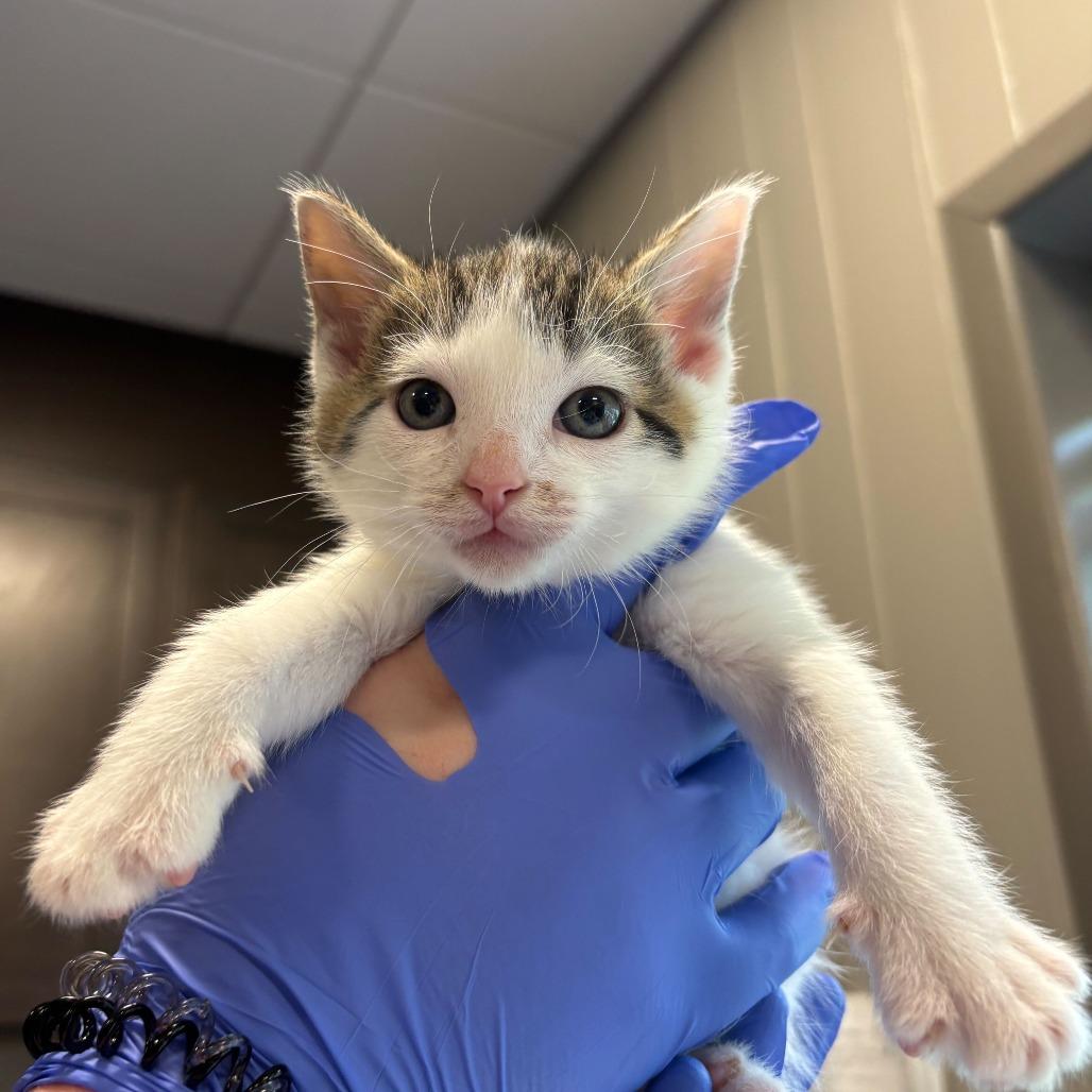 Enlarge Microscopic Mel, a Adoptable Domestic Short Hair in Newark, DE image 2/3