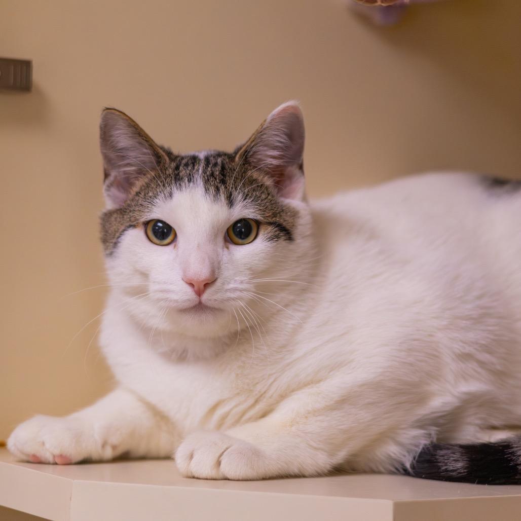 Enlarge Microscopic Mel, a Adoptable Domestic Short Hair in Newark, DE image 3/3