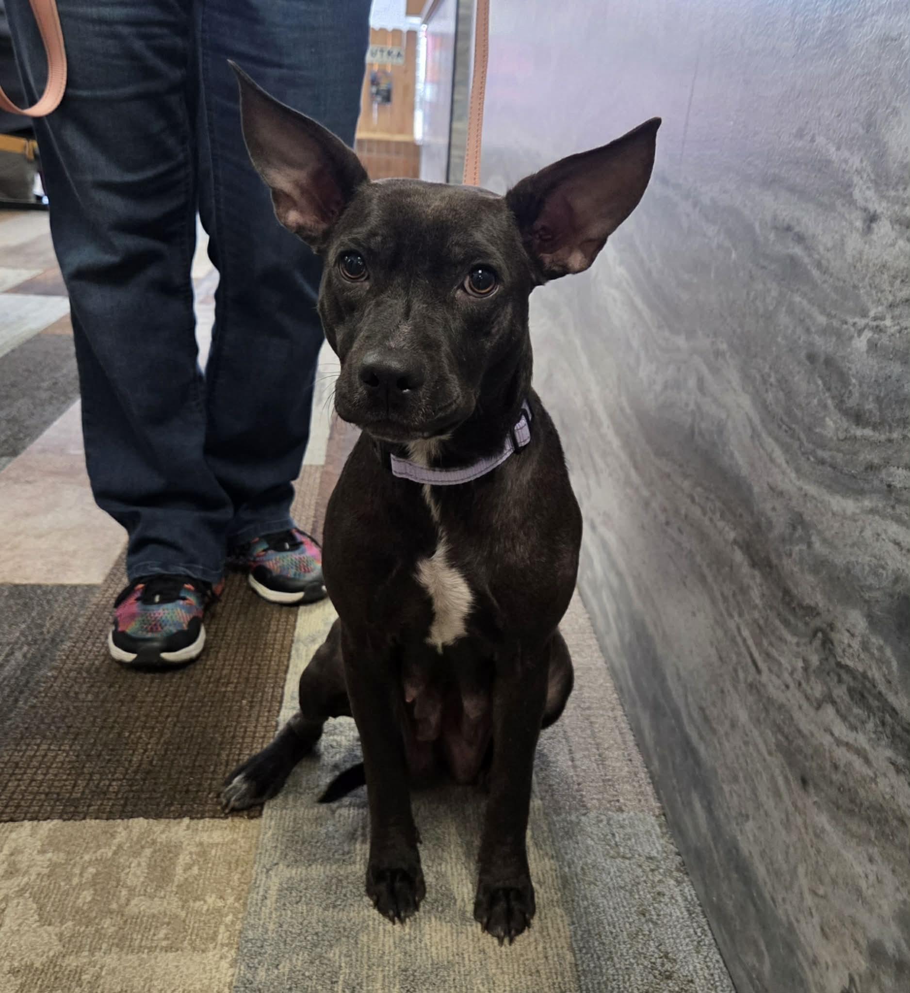 Enlarge Athena the petite mixed breed, a Adoptable mixed breed in Muskego, WI image 4/4