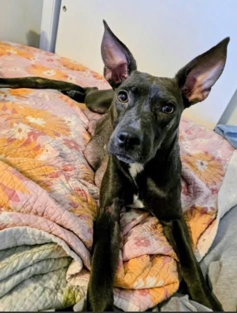 Athena the petite mixed breed, Adoptable, Adult Female American Staffordshire Terrier & Australian Cattle Dog / Blue Heeler.