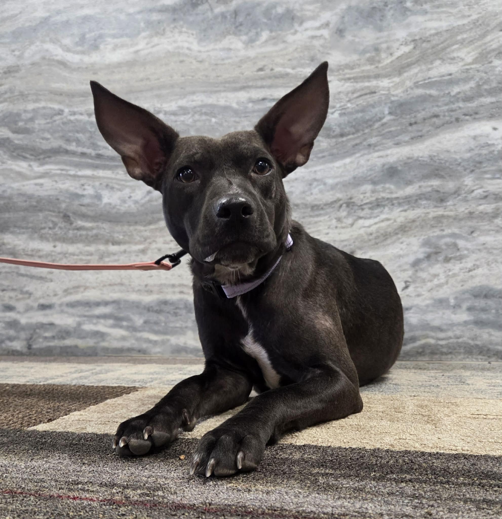 Enlarge Athena the petite mixed breed, a Adoptable mixed breed in Muskego, WI image 1/4