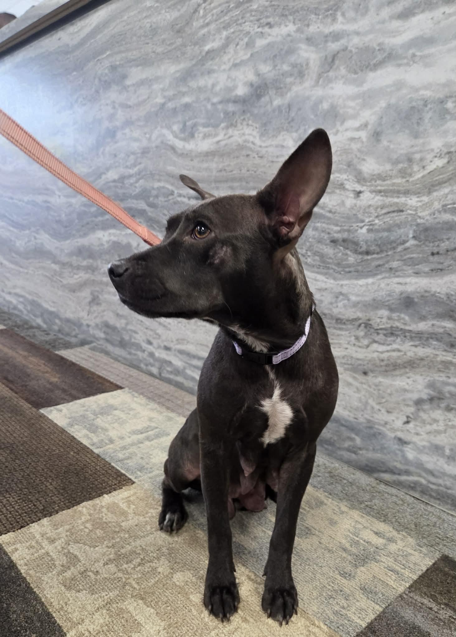 Enlarge Athena the petite mixed breed, a Adoptable mixed breed in Muskego, WI image 3/4