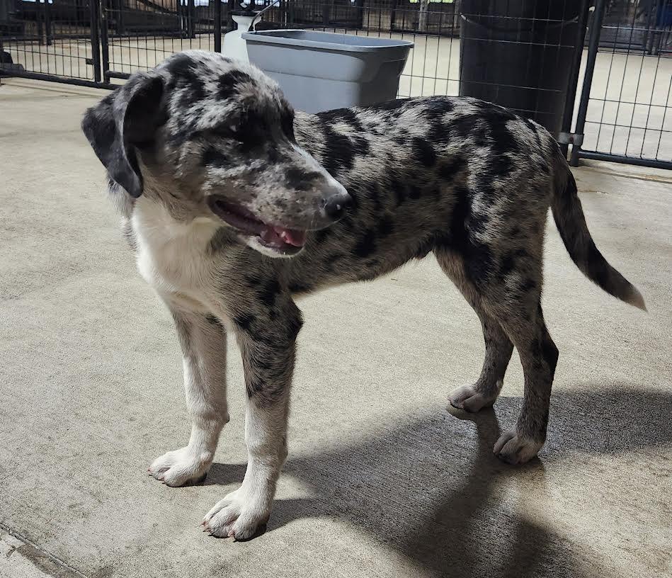 CONNOR, a Adoptable mixed breed in Chicopee, MA image 3/4
