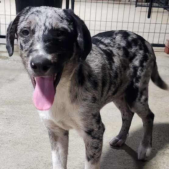 CONNOR, Adoptable, Puppy Male Australian Shepherd.