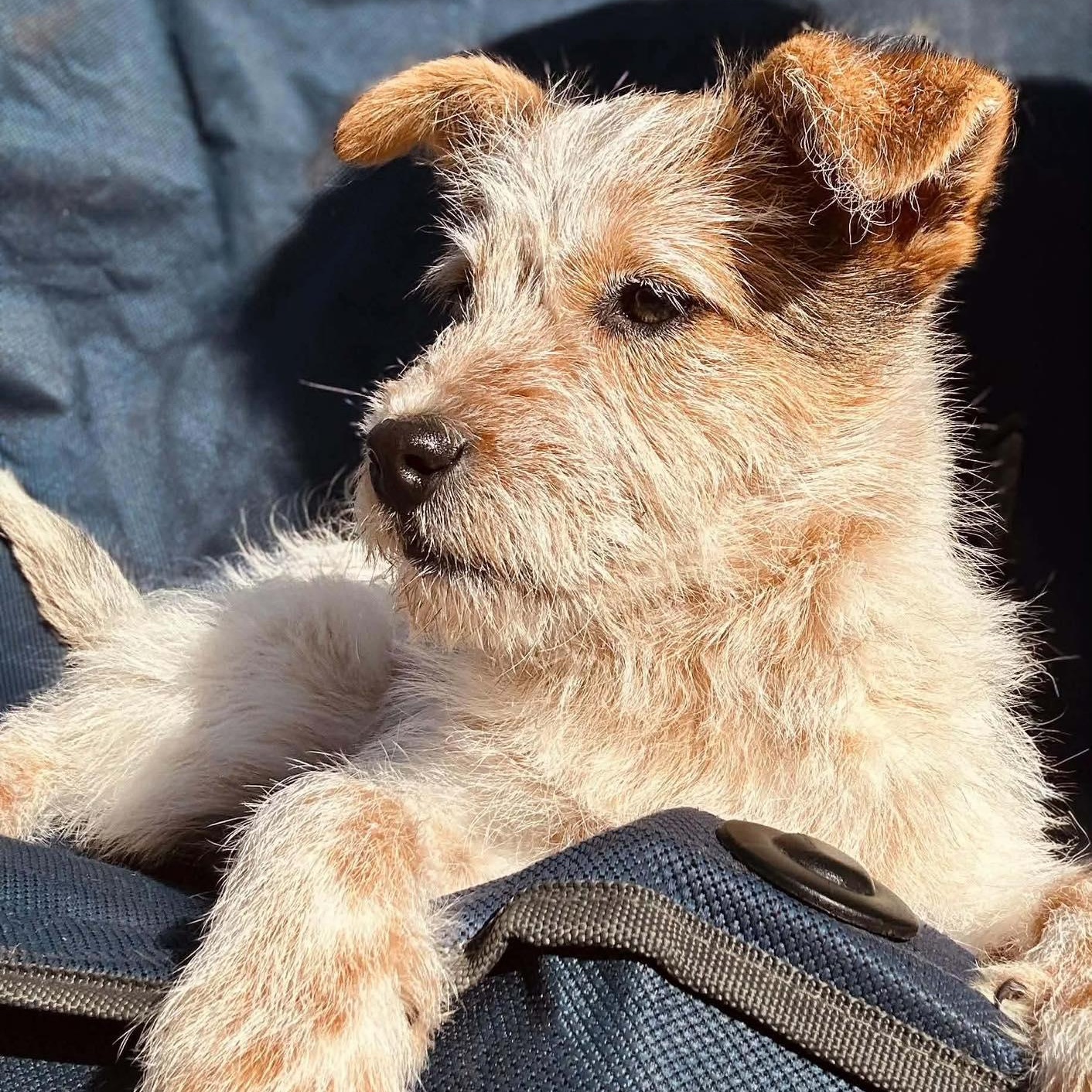 Enlarge Scooter, a Adoptable mixed breed in Crosby, TX image 4/6