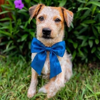 Enlarge Scooter, a Adoptable mixed breed in Crosby, TX image 1/6