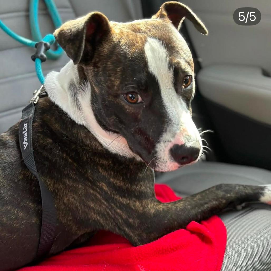 Enlarge Gunner, a Adoptable mixed breed in West Islip, NY image 1/6