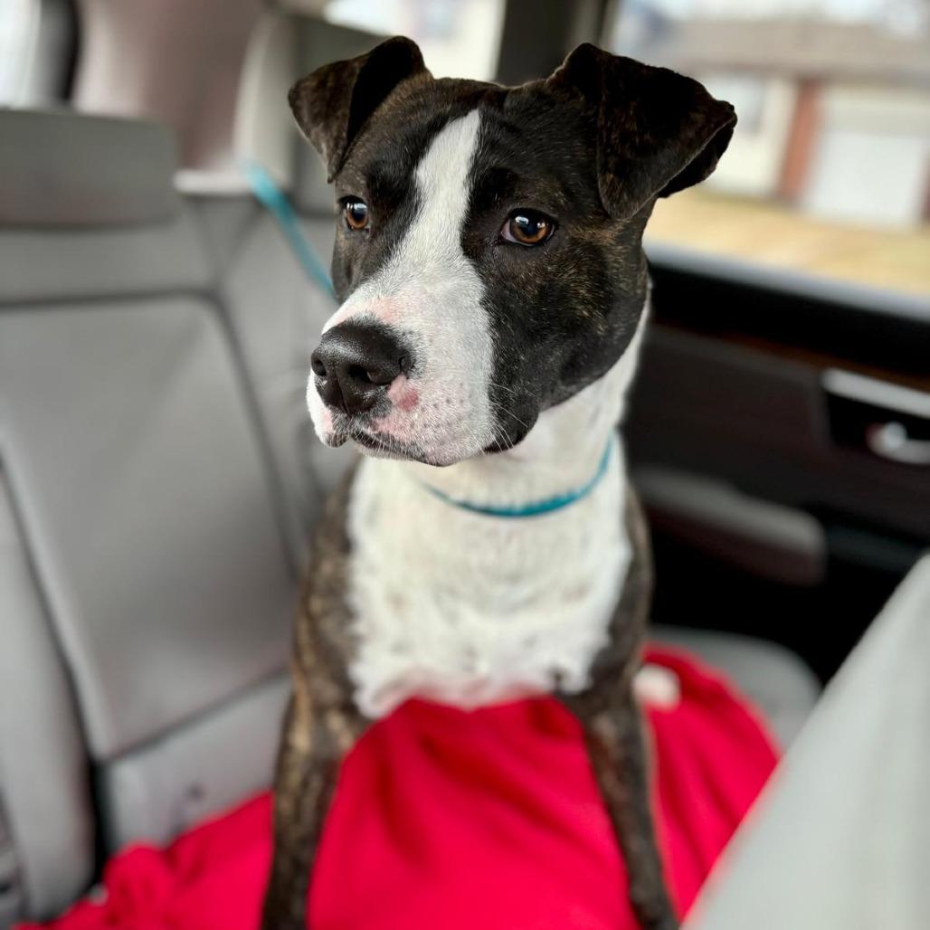 Enlarge Gunner, a Adoptable mixed breed in West Islip, NY image 3/6