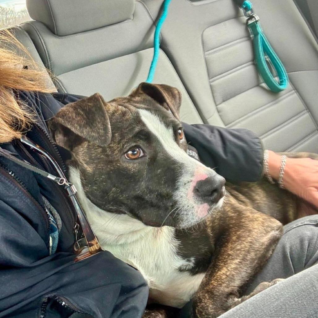 Enlarge Gunner, a Adoptable mixed breed in West Islip, NY image 4/6