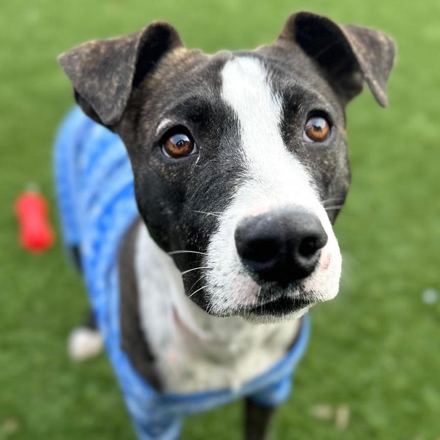 Enlarge Gunner, a Adoptable mixed breed in West Islip, NY image 5/6