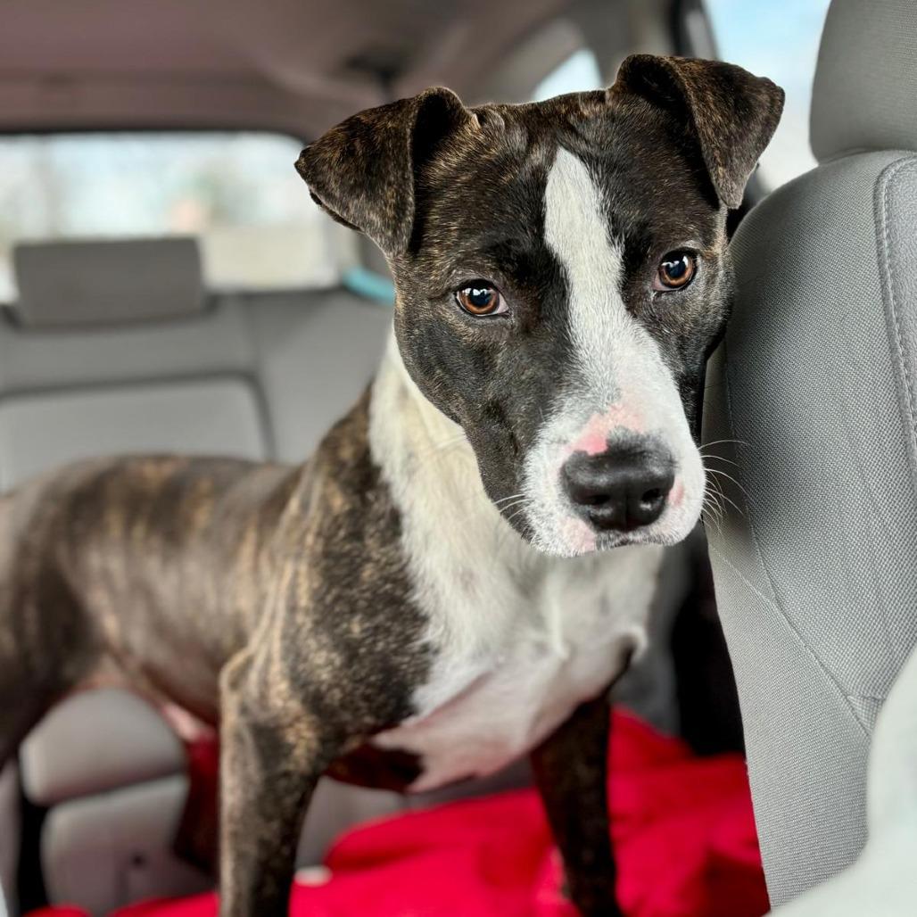 Enlarge Gunner, a Adoptable mixed breed in West Islip, NY image 6/6