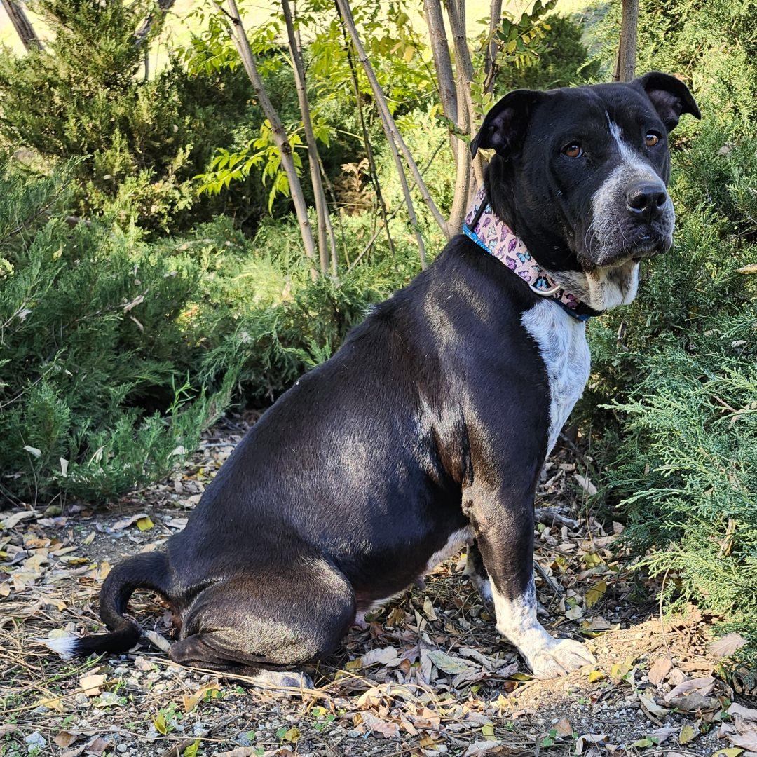 Enlarge Mariana, an adopted mixed breed in Burbank, CA image 3/6