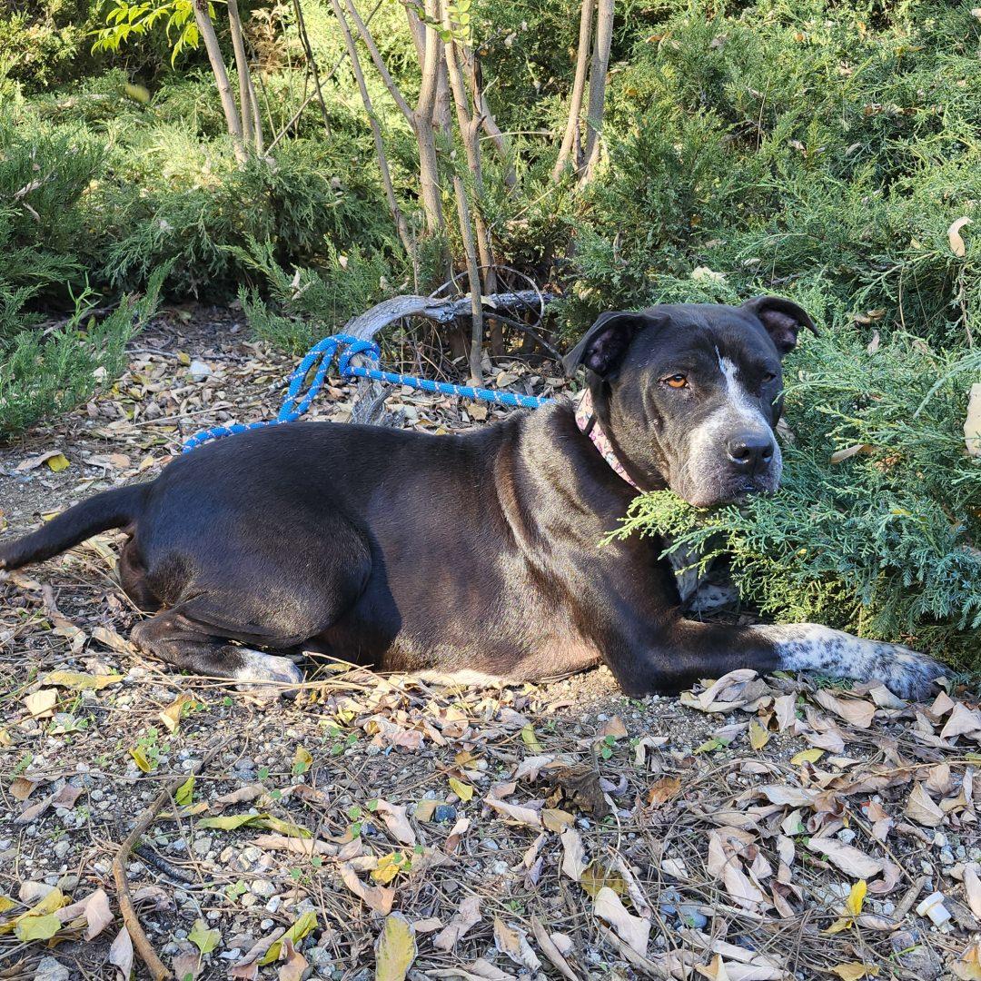 Enlarge Mariana, an adopted mixed breed in Burbank, CA image 5/6