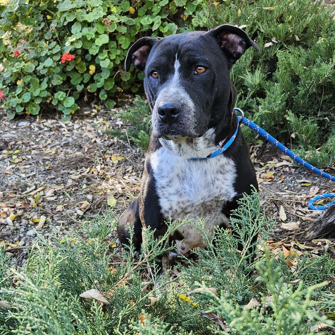 Enlarge Mariana, an adopted mixed breed in Burbank, CA image 2/6