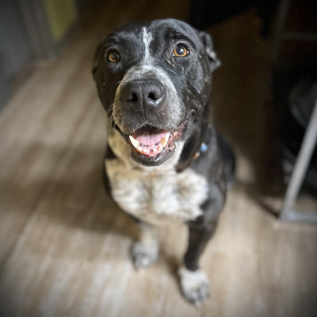 Mariana, adopted, Adult Female Pit Bull Terrier.