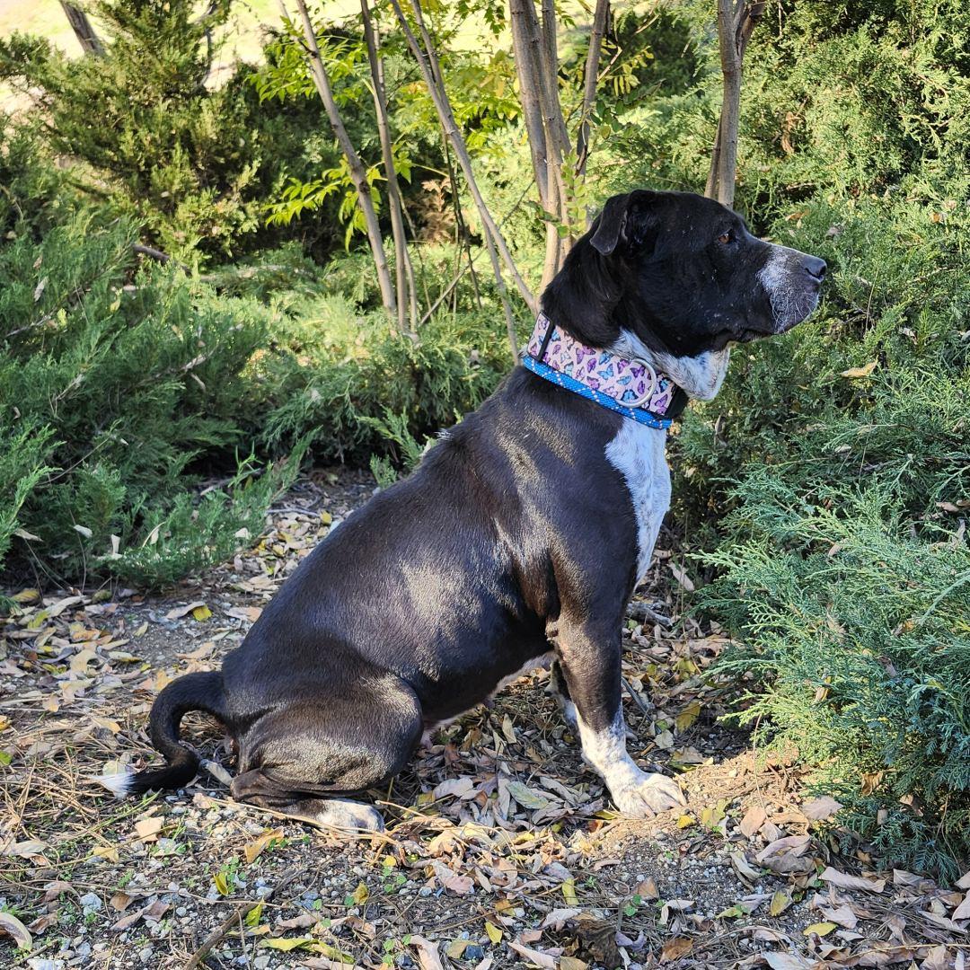 Enlarge Mariana, an adopted mixed breed in Burbank, CA image 4/6
