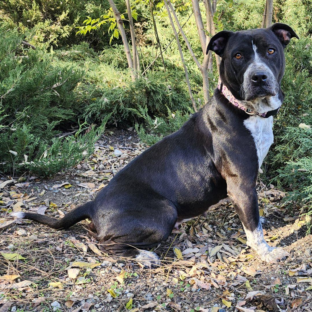 Enlarge Mariana, an adopted mixed breed in Burbank, CA image 6/6
