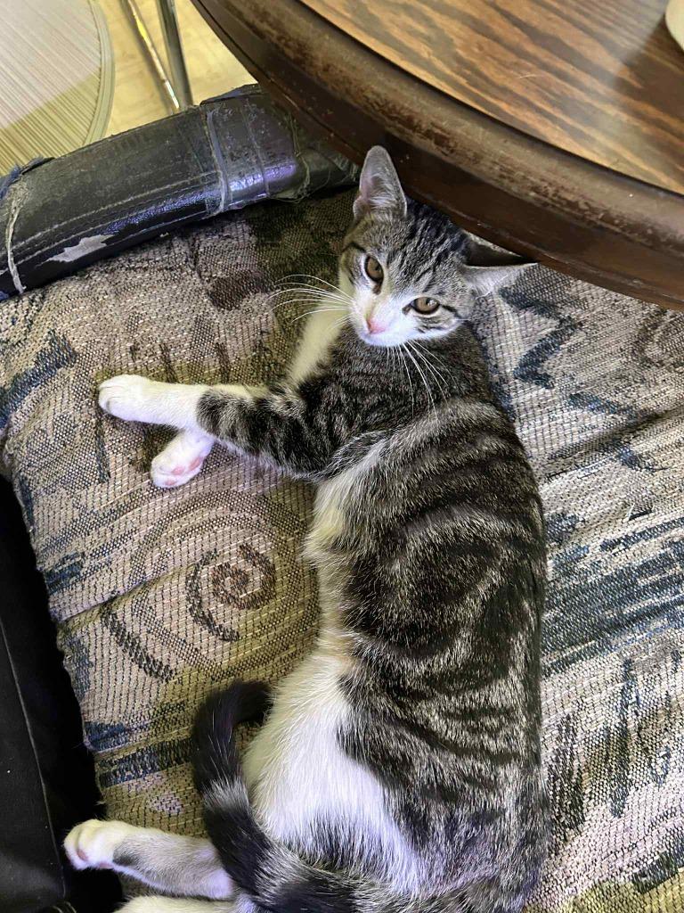 Ozzy, Adoptable, Young Female Domestic Short Hair.