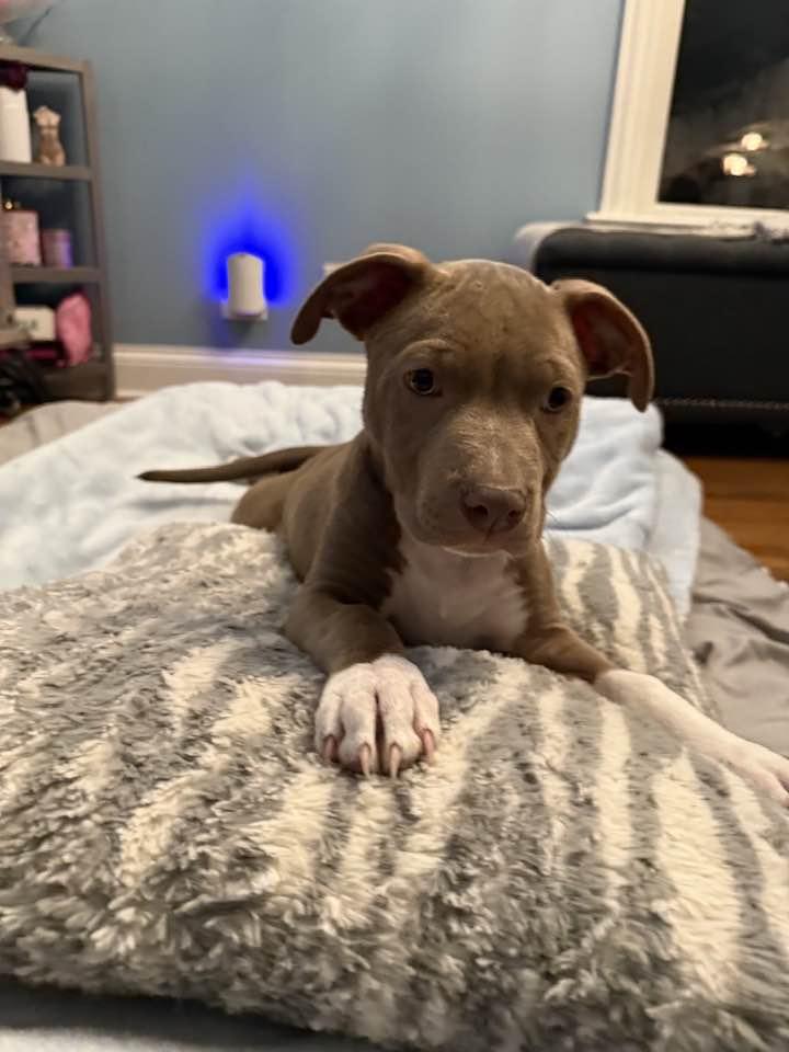 Enlarge Titus, a Adopted Pit Bull Terrier in Crete, IL image 1/3