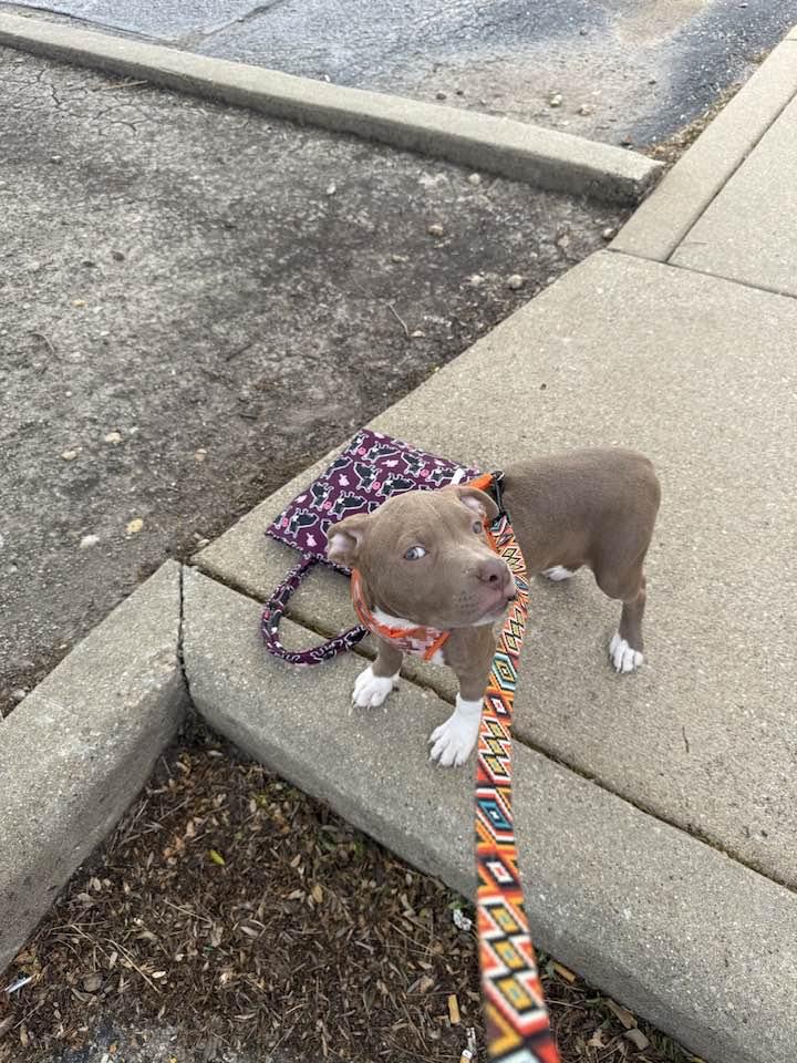Enlarge Titus, a Adopted Pit Bull Terrier in Crete, IL image 2/3