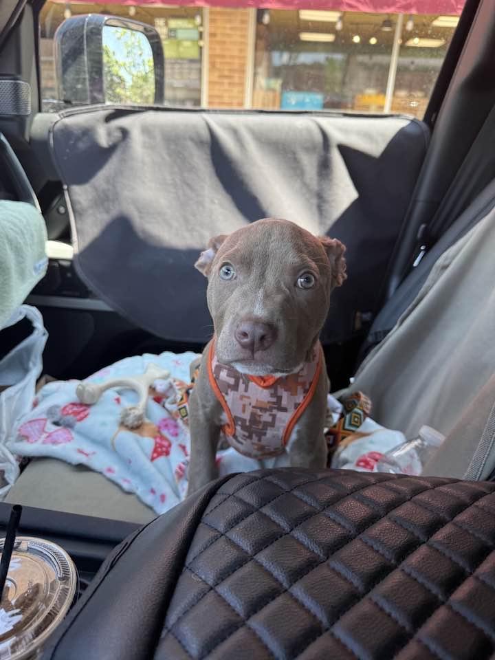 Enlarge Titus, a Adopted Pit Bull Terrier in Crete, IL image 3/3
