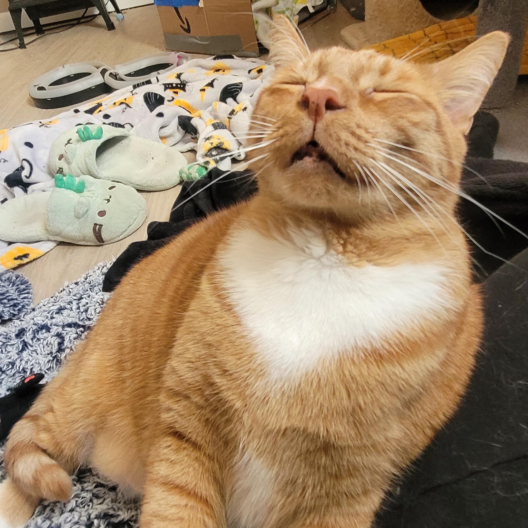 Enlarge Lincoln, a Adopted mixed breed in Grand Rapids, MI image 2/6