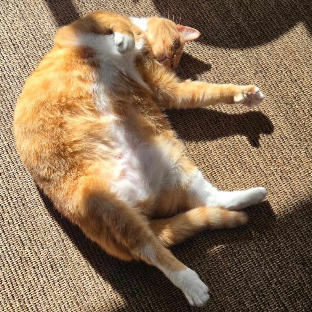 Enlarge Lincoln, a Adopted mixed breed in Grand Rapids, MI image 3/6