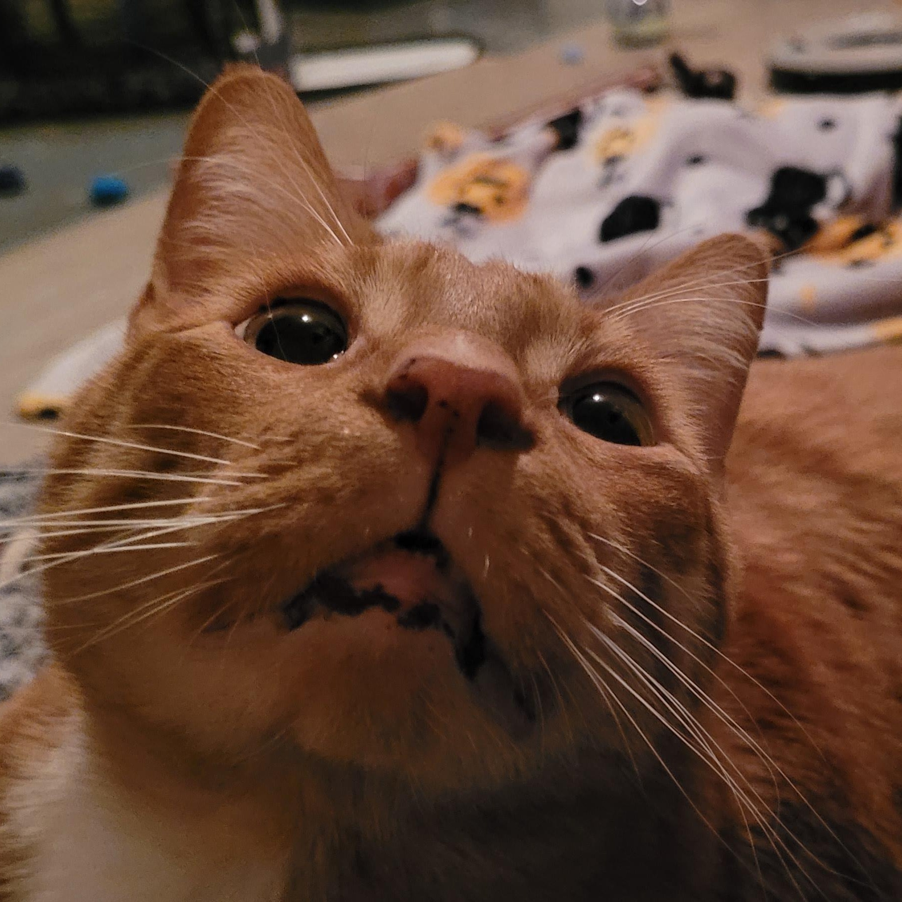 Enlarge Lincoln, a Adopted mixed breed in Grand Rapids, MI image 4/6