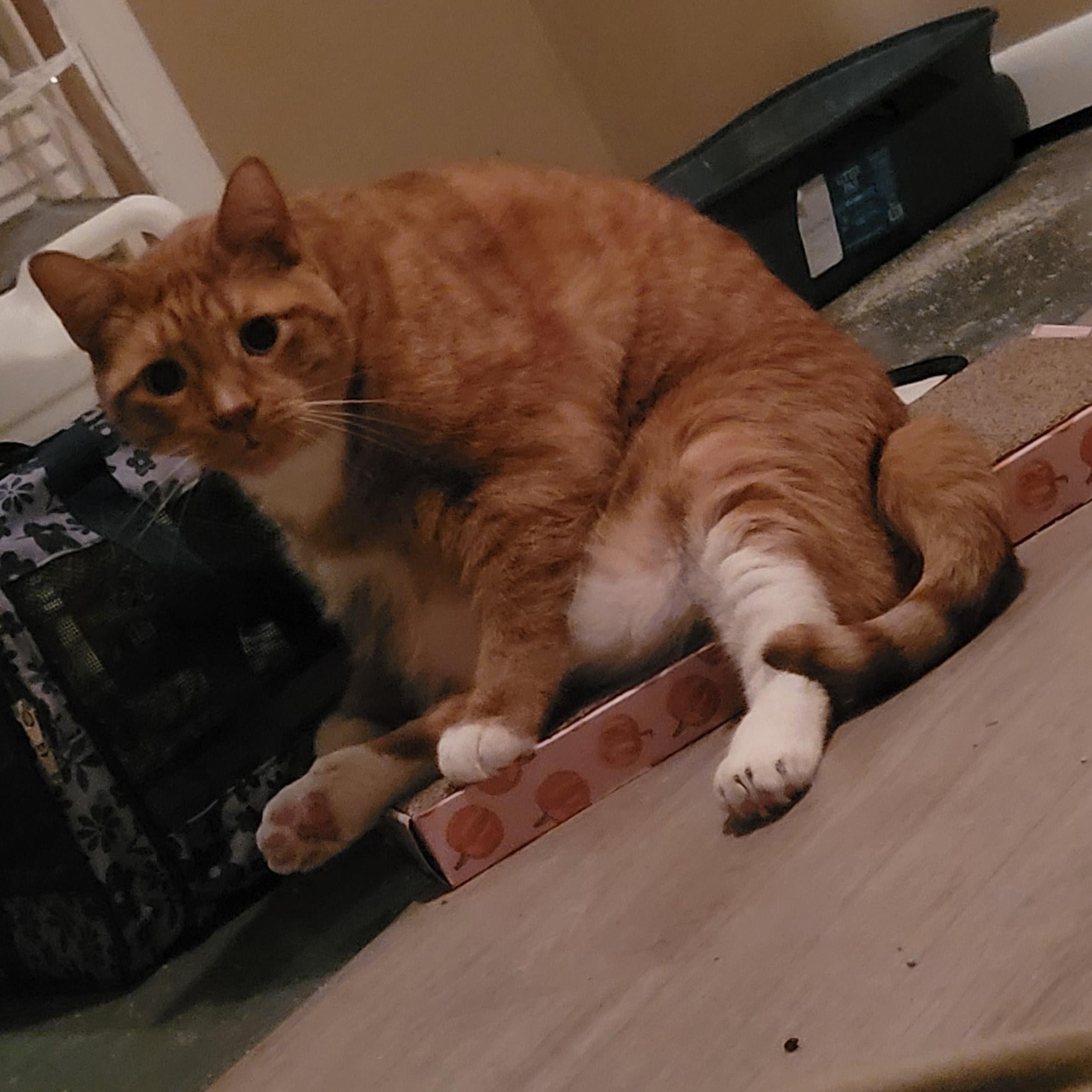 Enlarge Lincoln, a Adopted mixed breed in Grand Rapids, MI image 6/6