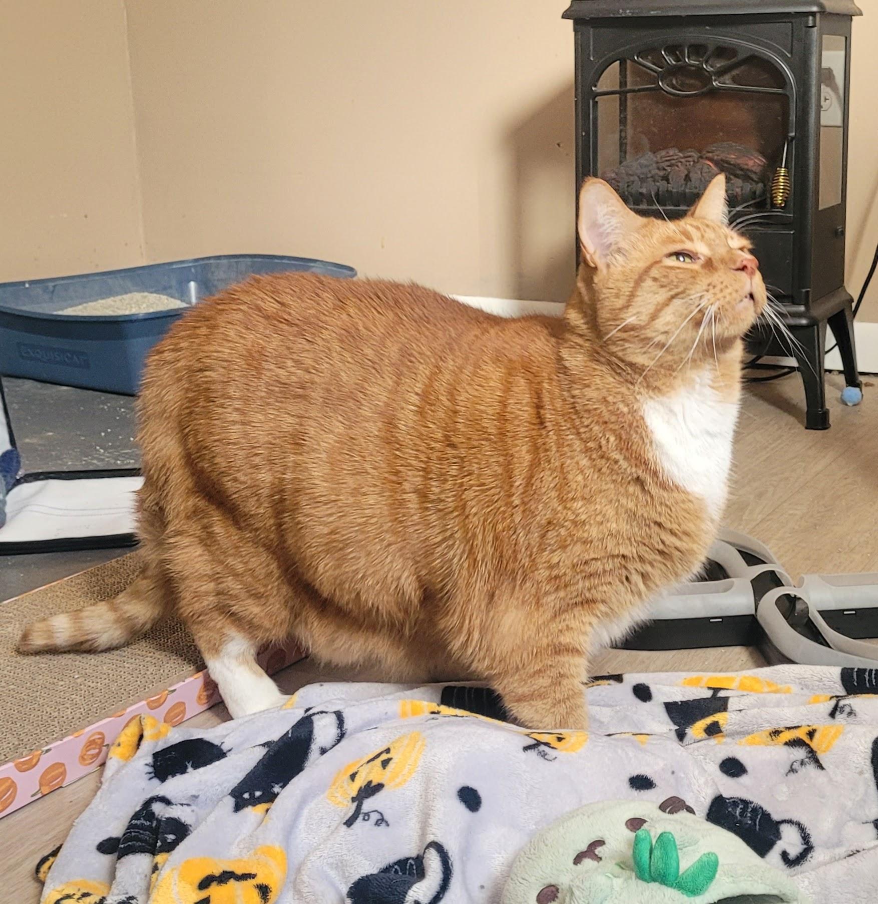 Enlarge Lincoln, a Adopted mixed breed in Grand Rapids, MI image 5/6