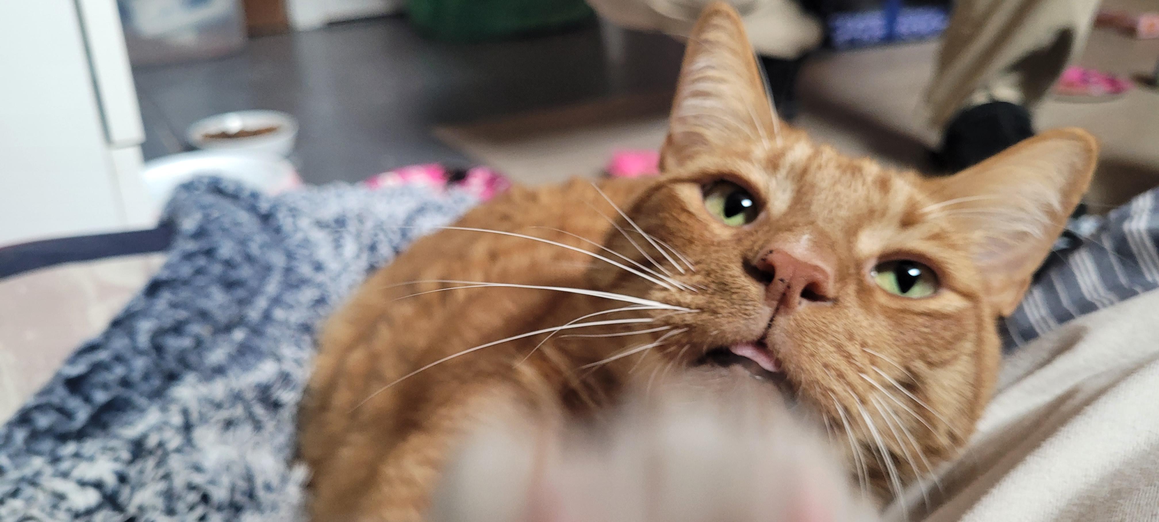 Enlarge Lincoln, a Adopted mixed breed in Grand Rapids, MI image 1/6