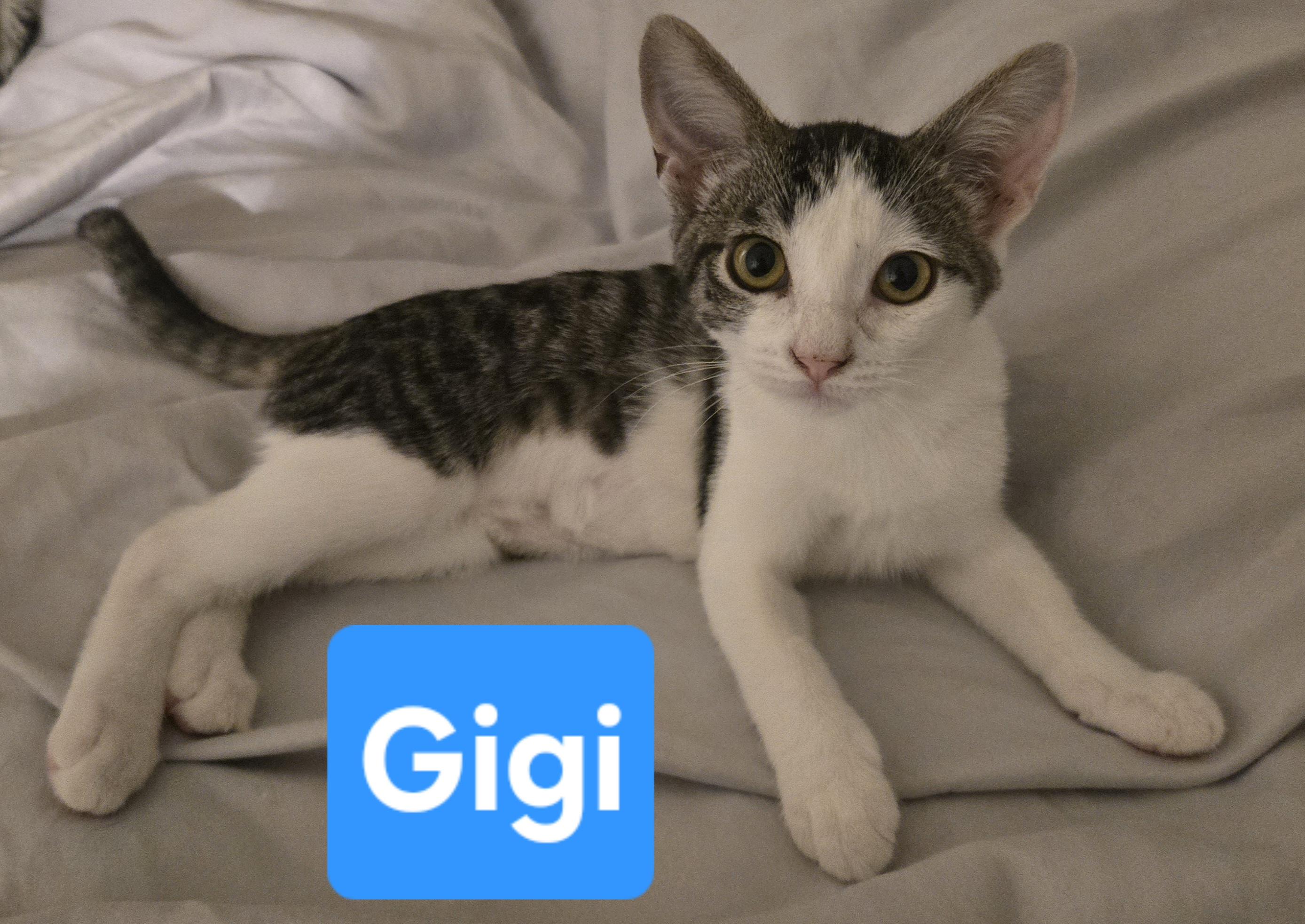 Gigi, ADOPTABLE, Kitten Female Tabby.
