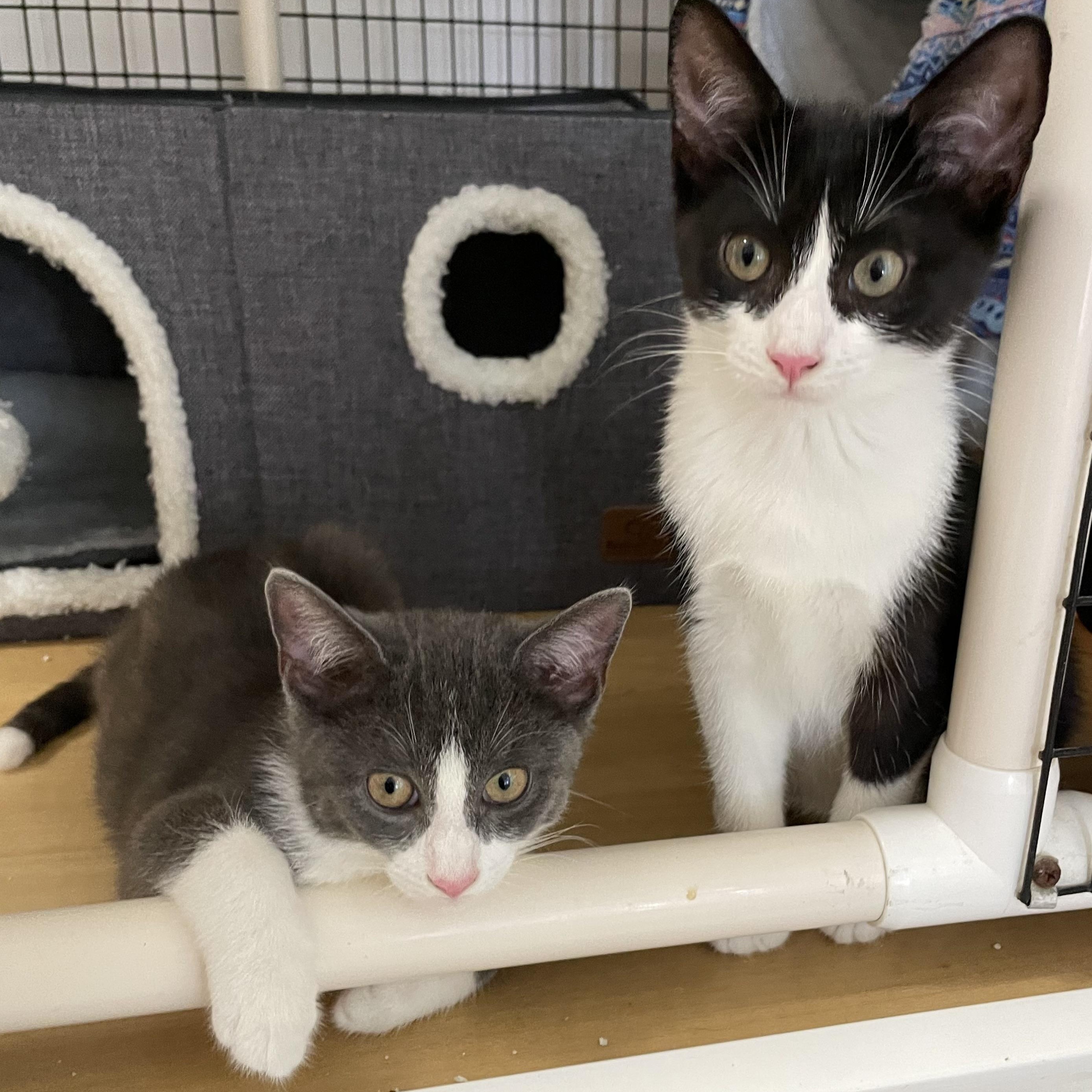 Signet, a Adoptable Domestic Short Hair in Colonia, NJ image 4/4