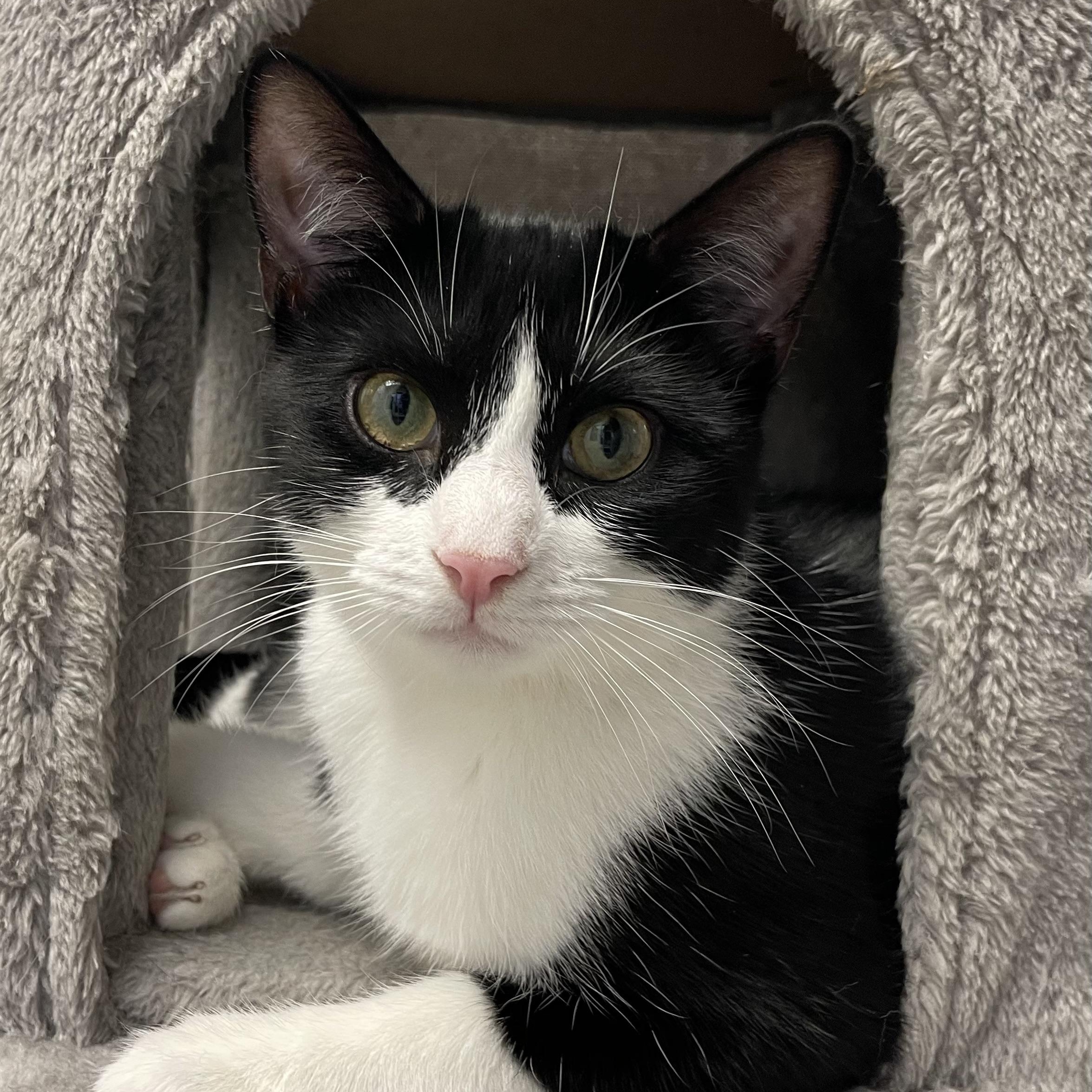 Enlarge Signet, a Adoptable Domestic Short Hair in Colonia, NJ image 1/6