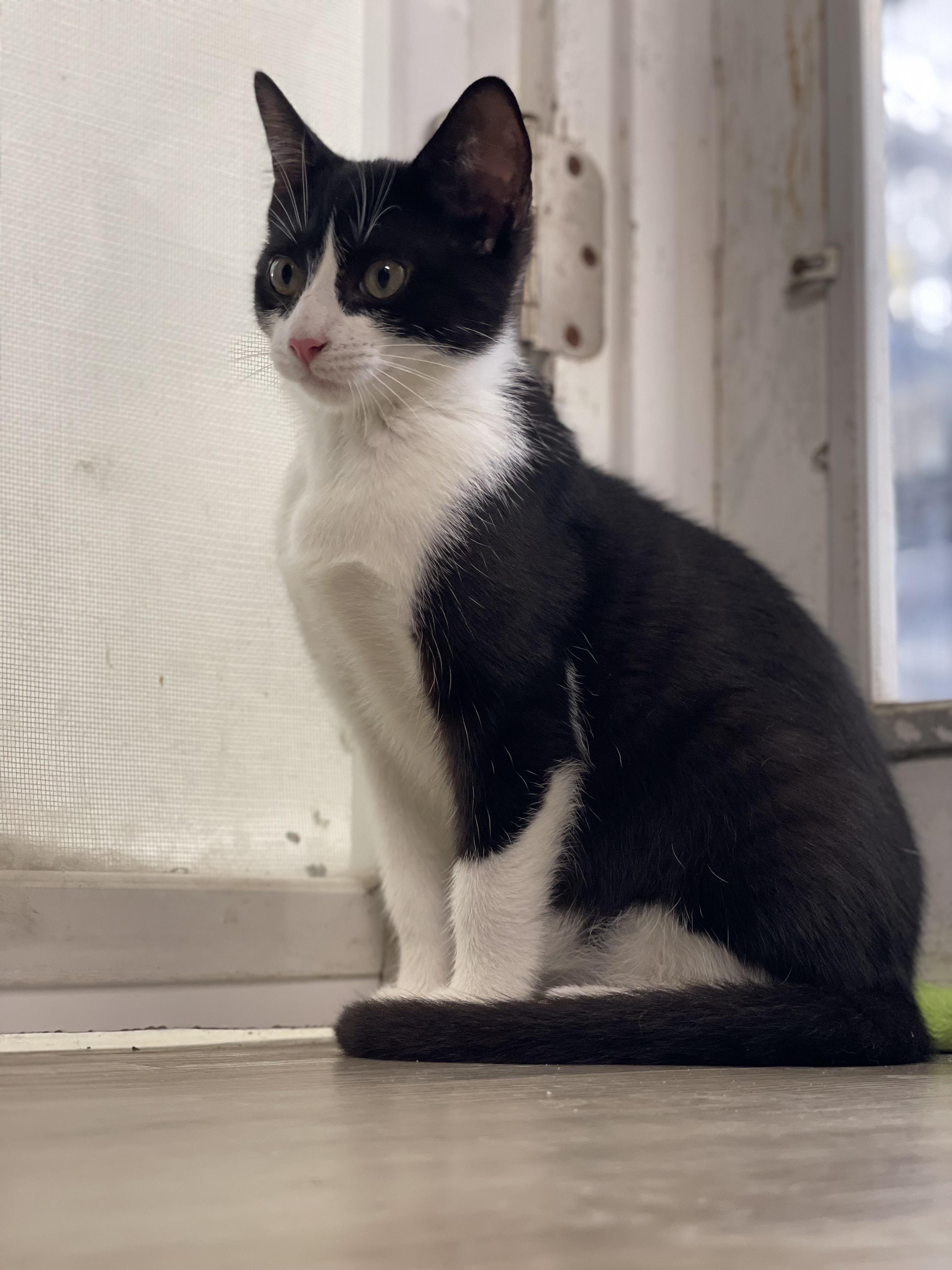 Signet, a Adoptable Domestic Short Hair in Colonia, NJ image 2/4