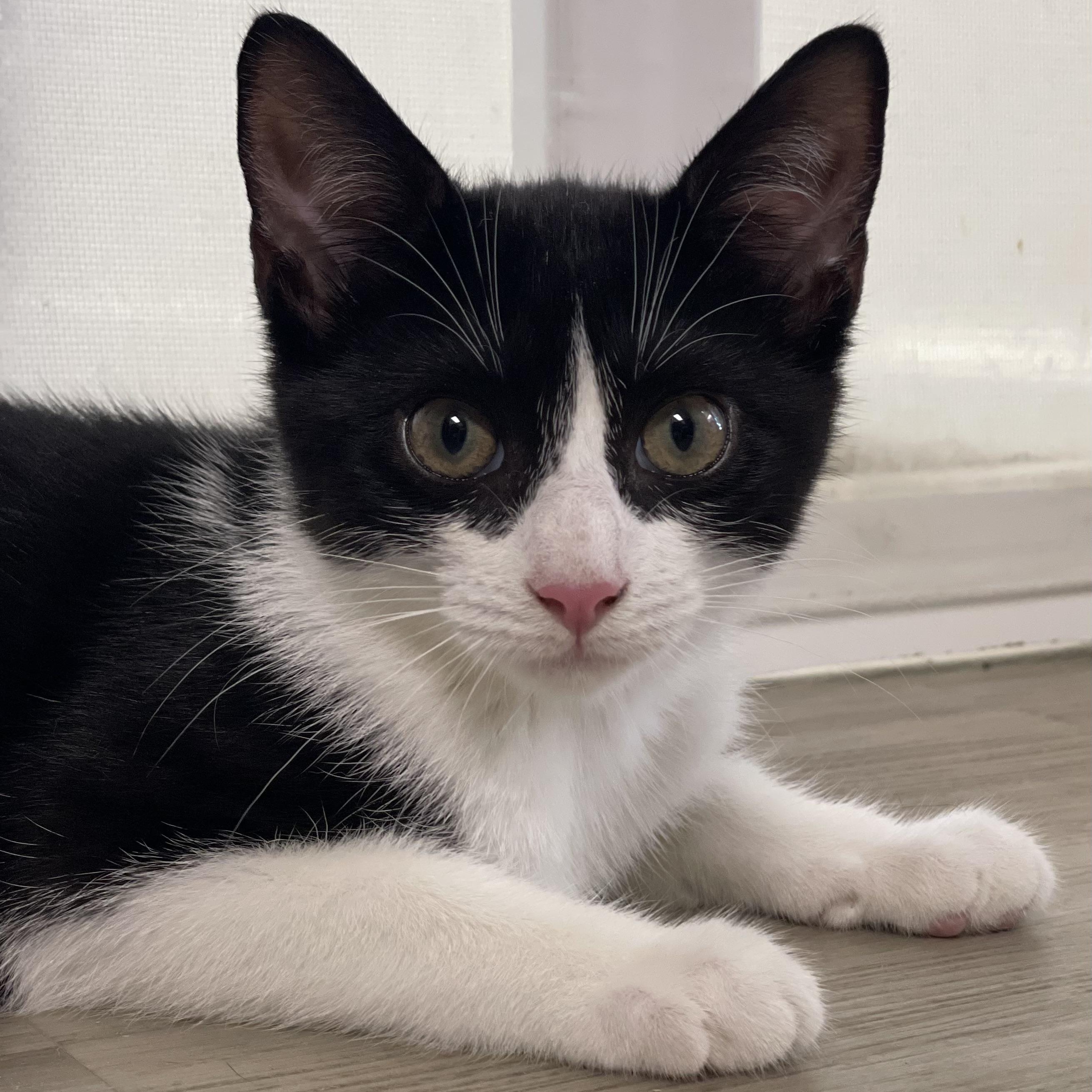 Signet, a Adoptable Domestic Short Hair in Colonia, NJ image 1/4