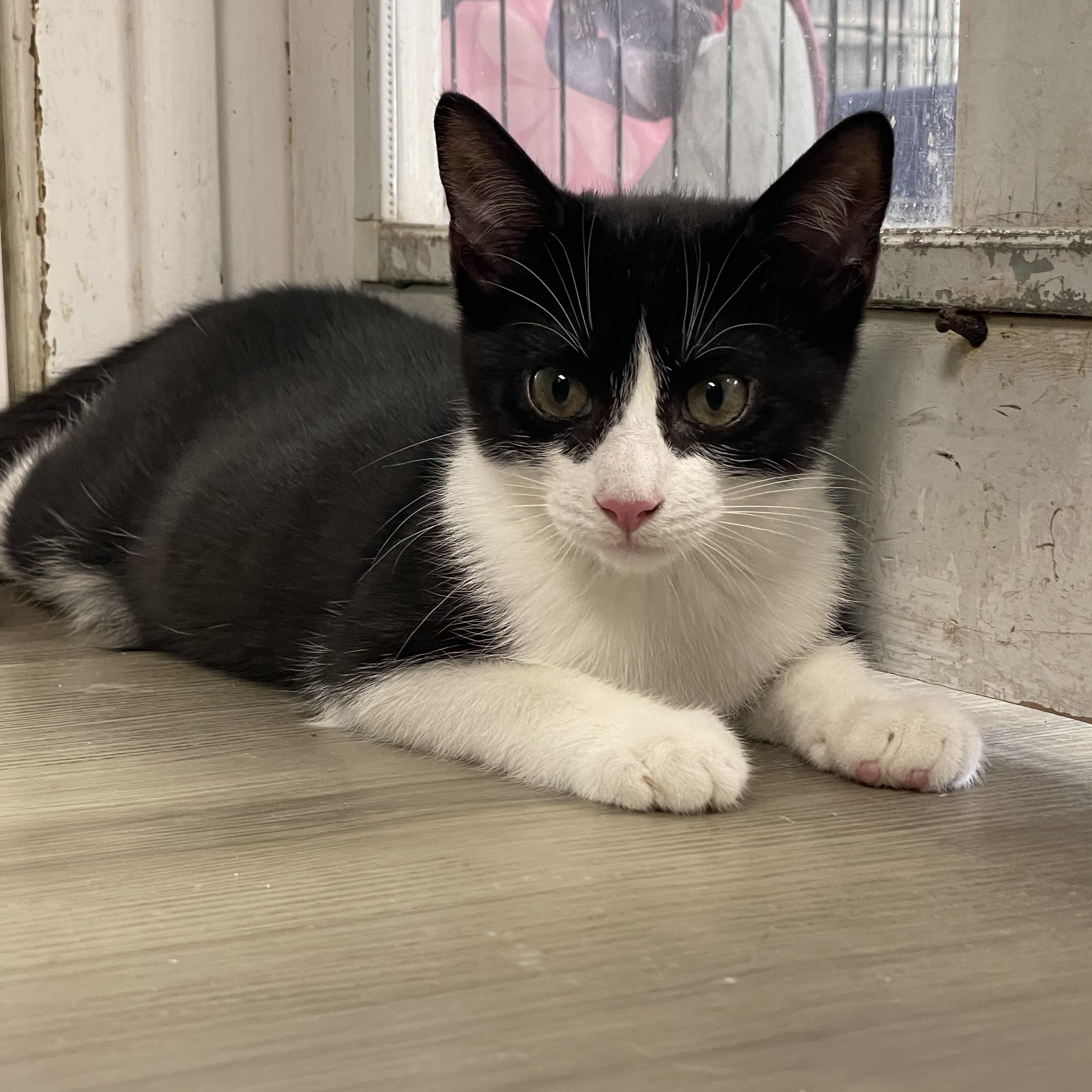 Signet, a Adoptable Domestic Short Hair in Colonia, NJ image 3/4